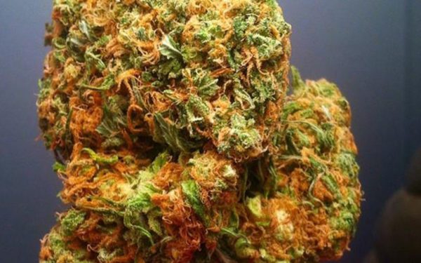 Buy Afghan Kush Strain Online Europe