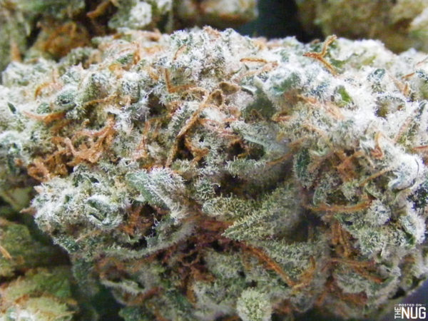 Pineapple Express Weed Strain For Sale Online