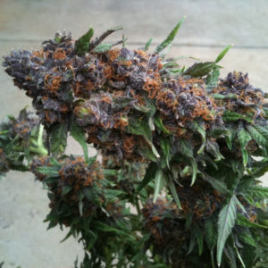 Buy Purple Kush Weed For Sale Europe