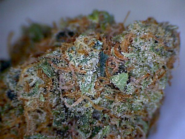 Buy Tahoe OG Kush Cannabis Germany