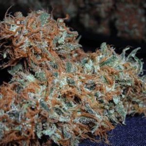 Buy White Widow Strain Online Europe